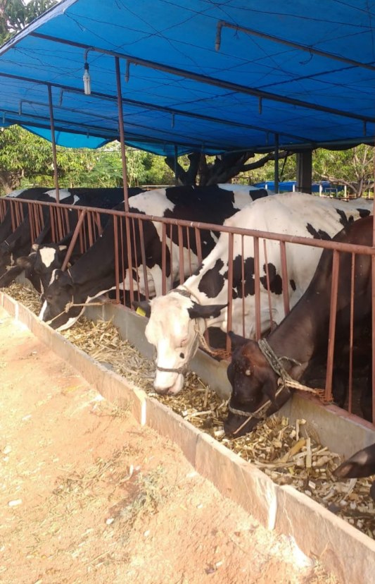 Saptami / SS Dairy Farm