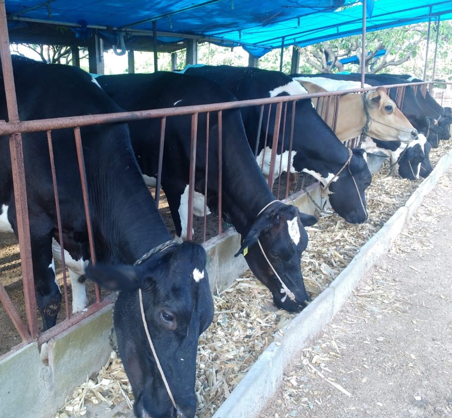 Saptami feed manufacturing