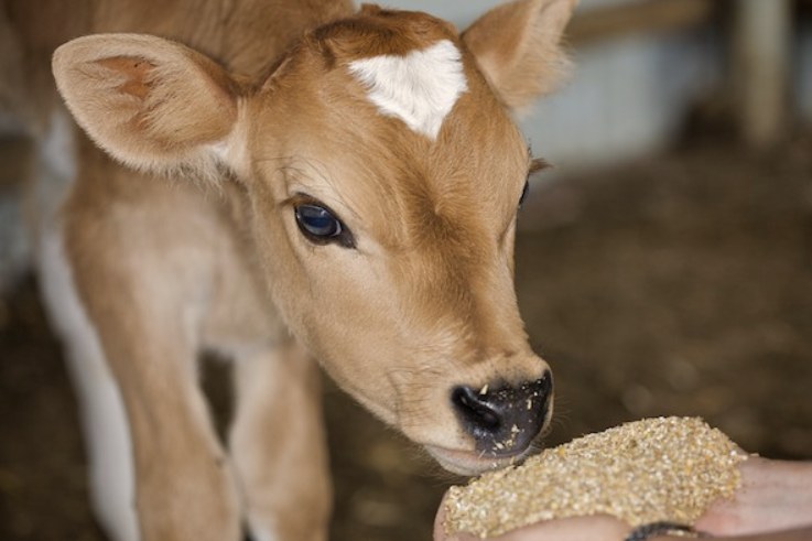 Saptami animal nutrition consultation
